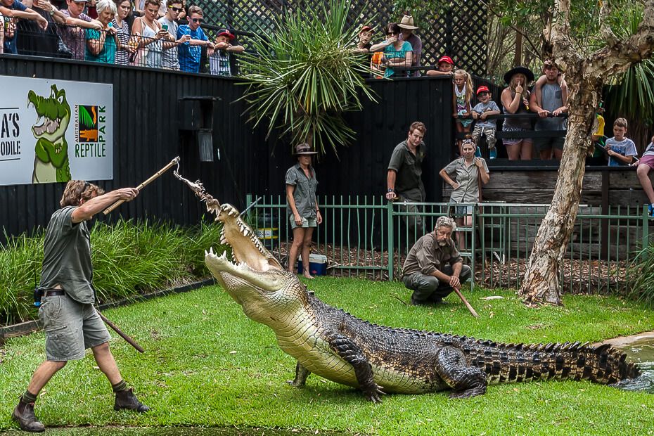 australian-reptile-park-crocodile-show-13